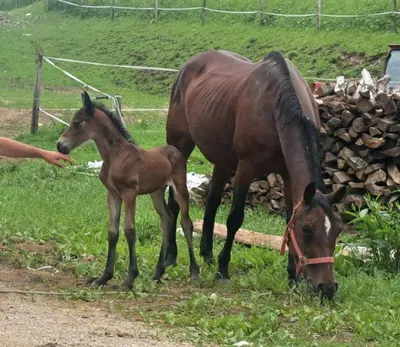 a horse and a baby horse grazing in a field at Tourist Farm Pr' Maretč in Bohinjska Bistrica