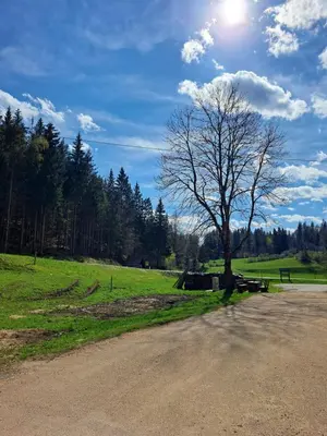 a tree sitting on the side of a road at Tourist Farm Pr' Maretč in Bohinjska Bistrica