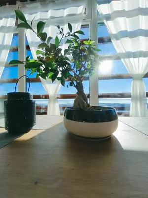 a small plant sitting on a table in front of a window at Apartma na KOZOLCU in Dobovec