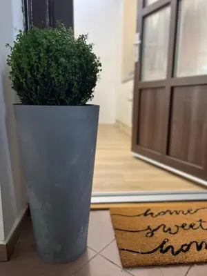 a plant in a pot sitting in front of a door at City Apartment Chiara in Maribor