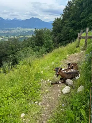 two dogs laying on a dirt path on a hill at Koča na Taležu in Bled