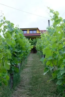a row of grape vines in front of a building at Vikend hiša Vrhe in Senovo