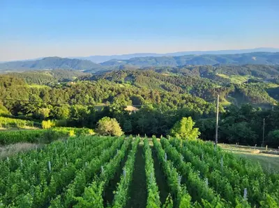 an overview of a field of green beans at Vikend hiša Vrhe in Senovo