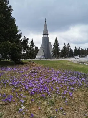 a field of purple flowers in front of a building at Pocket apartment Rogla - Gaber 121 in Zreče