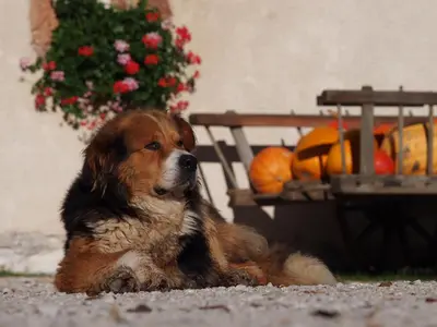 a brown dog laying on the ground next to a basket of pumpkins at Tourist Farm Šenkova Domačija in Zgornje Jezersko