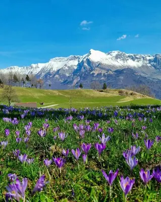 a field of purple flowers with mountains in the background at Apartma Vista montana in Kobarid