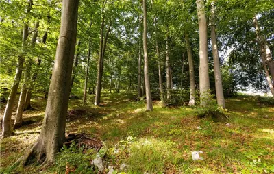 a wooded area with trees and grass and weeds at 1 Bedroom Nice Apartment In Col in Zoll
