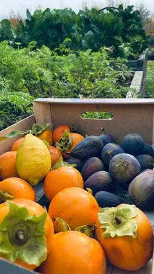 a box filled with lots of fruits and vegetables at Apartma Nomad in Novo Mesto
