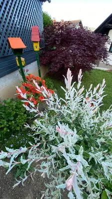 a garden with flowers and a bird feeder at Apartma Nomad in Novo Mesto