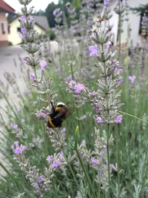 a bee is sitting on top of purple flowers at Apartma Nomad in Novo Mesto