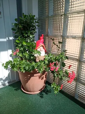 a plant in a pot next to a window at Gorski biser in Mojstrana