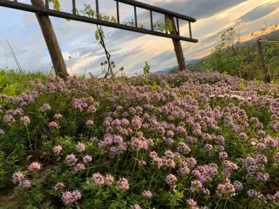 a field of pink flowers in front of a fence at Hill Cottage Haloze in Gruškovec