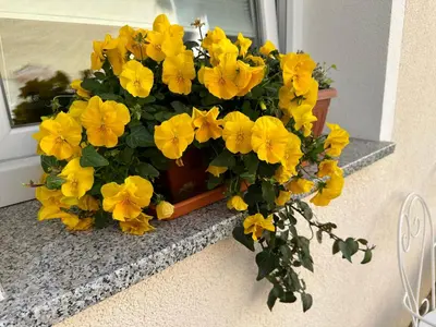 a bunch of yellow flowers on a window sill at OM Yoga center in Slovenska Bistrica
