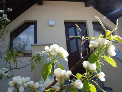 a tree with white flowers in front of a door at Apartment Knap in Cerknica