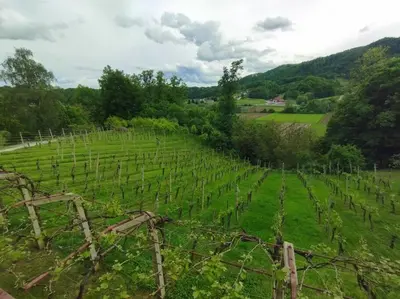 a vineyard with green grass and trees in a field at Mini hiška v objemu vinograda in Pristava pri Mestinju