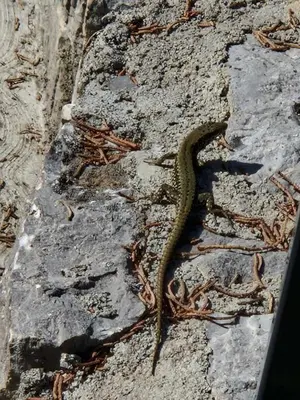 a lizard is sitting on a rock at Krasen Kras 104 resort in Komen
