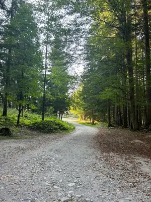 a dirt road in the middle of a forest at Mountain hut Dom pod Storžičem in Tržič