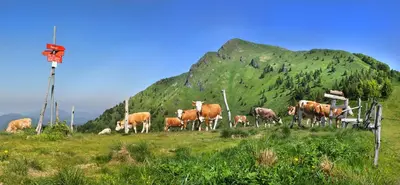 a herd of cows standing on a grassy hill at Bomas house in Cerkno
