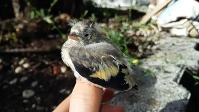 a small bird sitting on a persons hand at Villa Tollazzi in Logatec