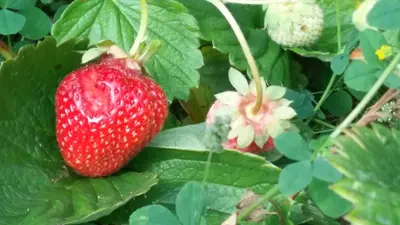 a strawberry growing on a strawberry plant at Villa Tollazzi in Logatec