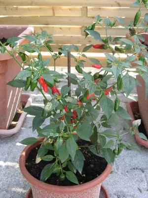 a plant with red flowers in a pot at Villa Tollazzi in Logatec