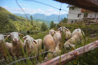 a herd of sheep standing in a field of grass at Apartma Gorski razgled in Srednja Vas v Bohinju