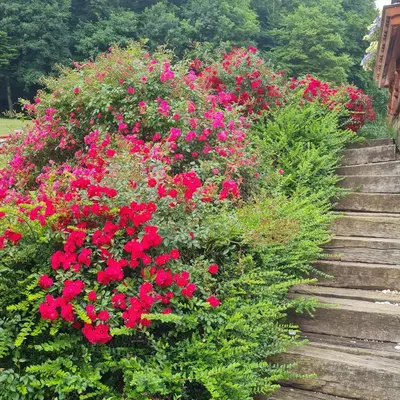 a flower garden with red flowers and stairs at Soba pri nam in Gačnik