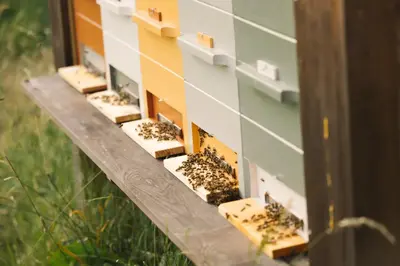 a group of bees in their boxes on a wall at Ladybug Eco House in Gradišče pri Lukovici