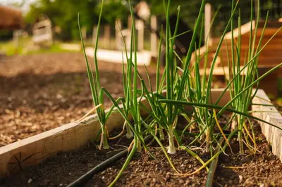 a bunch of green grass growing in a garden at Ladybug Eco House in Gradišče pri Lukovici