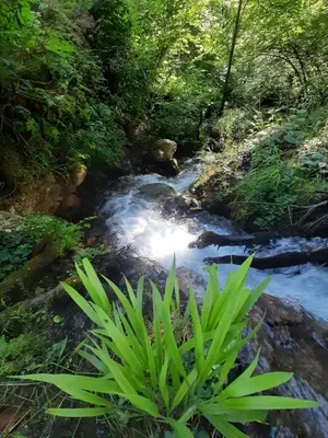 a stream with a plant in front of a river at Camping & Glamping Grintovec in Preddvor