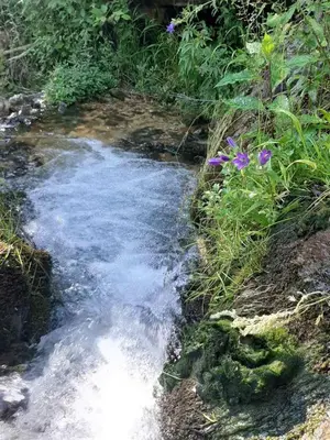 a small stream of water in a field with flowers at Camping & Glamping Grintovec in Preddvor