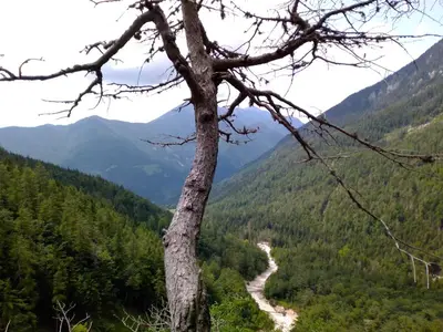a view of a valley with a tree at Camping & Glamping Grintovec in Preddvor