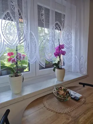 two potted plants sitting on a window sill at Greg's Rooms in Ilirska Bistrica