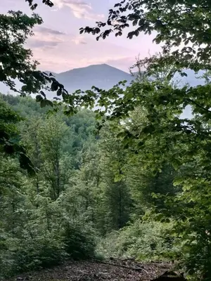 a forest of trees with mountains in the background at Greg's Rooms in Ilirska Bistrica