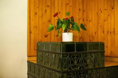 a potted plant sitting on top of a table at Traditional homestead Guhar in Radovna in Mojstrana