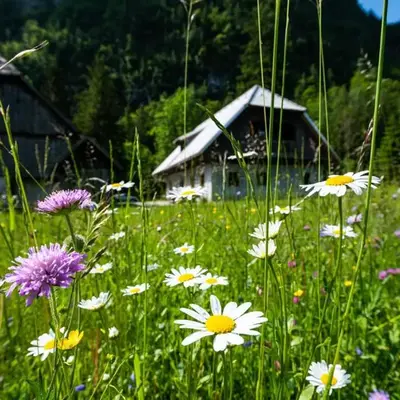Traditional homestead Guhar in Radovna