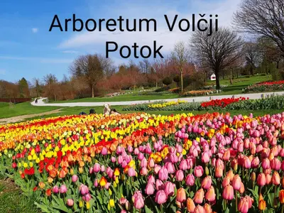 a field of colorful tulips in a park at Ozy's place in Kamnik