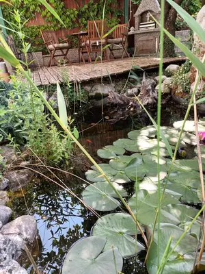 a pond with lily pads and a wooden bridge at Apartment Jovan in Bled