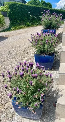 three blue pots filled with purple flowers on the ground at Ana Rooms Bled in Bled