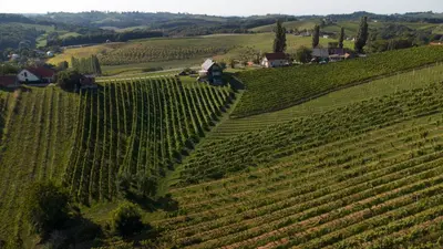 an aerial view of a vineyard on a hill at Hisa Vukan - Eco House in middle of vineyard with Sauna! in Miklavž pri Ormožu