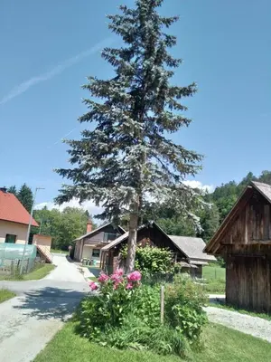 a pine tree in front of a house with flowers at Hiška Zeleni raj in Podnart