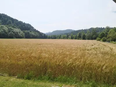 a field of tall grass with mountains in the background at Hiška Zeleni raj in Podnart