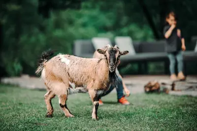 a goat standing in the grass in a yard at Goat's Paradise in Bohinj