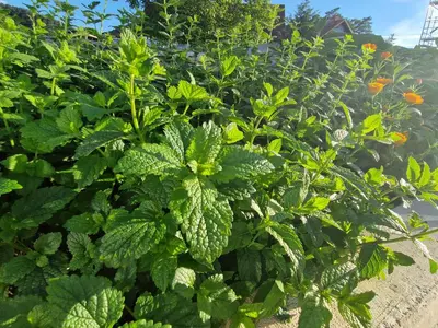 a bunch of green plants in a garden at Holiday home Melisa in Mozirje