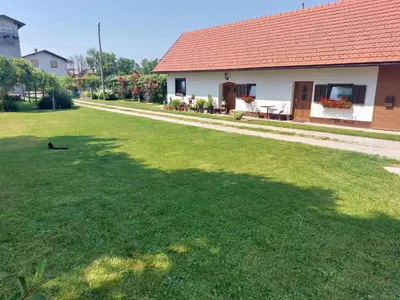 a cat sitting in the grass next to a house at Apartma Vida in Videm pri Ptuju