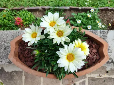 a flower pot with white and yellow flowers in it at Apartma Nena in Bovec