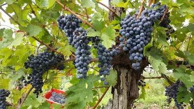 a bunch of grapes hanging from a tree at Valentina Guest House at Pintar Wine Estate in Kojsko