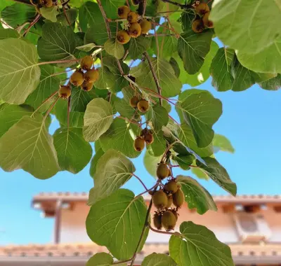 a bunch of berries on a tree with leaves at Merlin in Renče