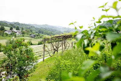a view of a vineyard from behind some trees at Apartma Smithy (Kovačnica) in Laško
