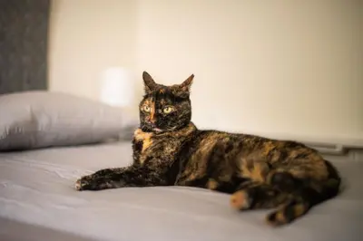 a cat laying on top of a bed at Art House Radovljica in Radovljica